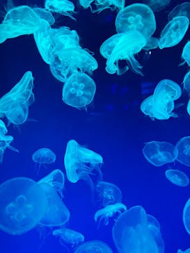 名古屋港水族館に投稿された画像（2024/3/30）