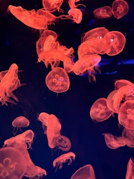 名古屋港水族館に投稿された画像（2024/3/30）