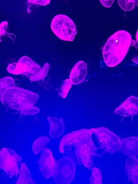 名古屋港水族館に投稿された画像（2024/3/30）