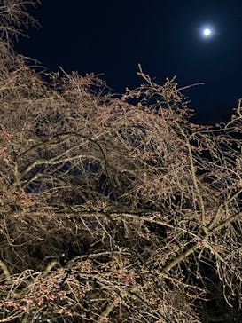 六義園に投稿された画像（2024/3/30）