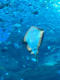 仙台うみの杜水族館に投稿された画像（2024/3/30）