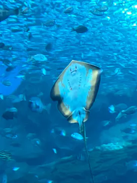 仙台うみの杜水族館に投稿された画像（2024/3/30）