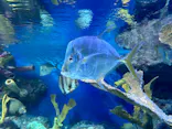 サンシャイン水族館に投稿された画像（2024/3/30）