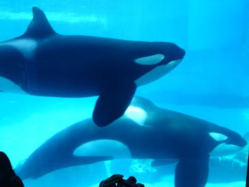 名古屋港水族館に投稿された画像（2024/3/30）
