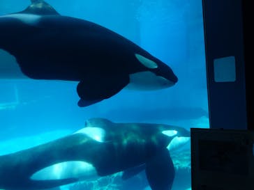 名古屋港水族館に投稿された画像（2024/3/30）