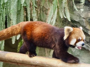 神戸どうぶつ王国に投稿された画像（2024/3/30）