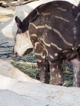 神戸どうぶつ王国に投稿された画像（2024/3/30）