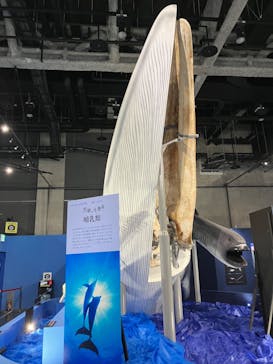 特別展「海　―生命のみなもと―」名古屋市科学館に投稿された画像（2024/3/30）