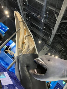 特別展「海　―生命のみなもと―」名古屋市科学館に投稿された画像（2024/3/30）