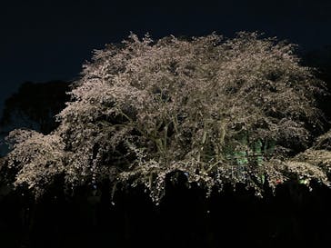 六義園に投稿された画像（2024/3/30）