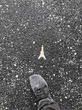 東京タワーに投稿された画像（2024/3/30）