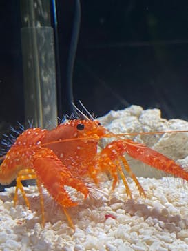 しながわ水族館に投稿された画像（2024/3/30）