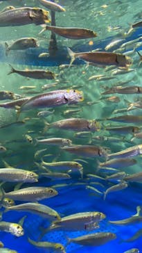 しながわ水族館に投稿された画像（2024/3/30）