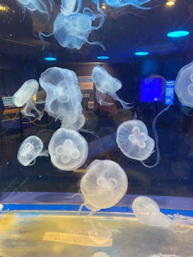 しながわ水族館に投稿された画像（2024/3/30）