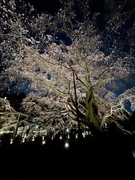 六義園に投稿された画像（2024/3/30）