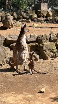 伊豆シャボテン動物公園に投稿された画像（2024/3/30）