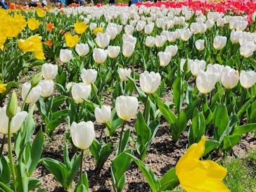 浜名湖花博2024に投稿された画像（2024/3/30）