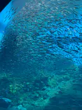 仙台うみの杜水族館に投稿された画像（2024/3/30）