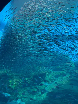 仙台うみの杜水族館に投稿された画像（2024/3/30）