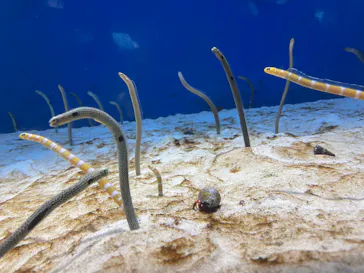 仙台うみの杜水族館に投稿された画像（2024/3/30）