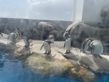 仙台うみの杜水族館に投稿された画像（2024/3/30）