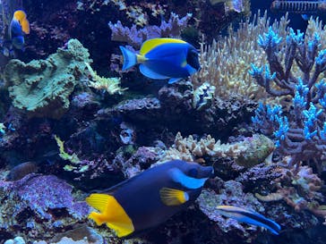 マクセル アクアパーク品川に投稿された画像（2024/3/30）