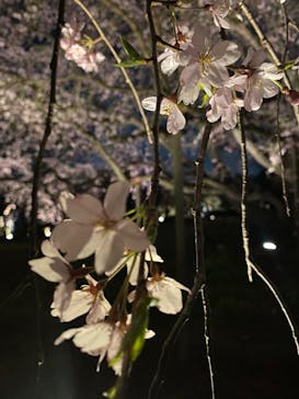 六義園に投稿された画像（2024/3/30）