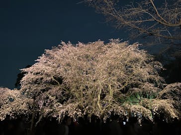 六義園に投稿された画像（2024/3/30）