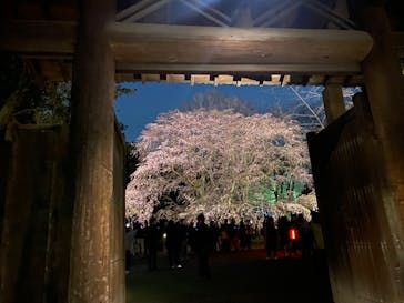 六義園に投稿された画像（2024/3/30）