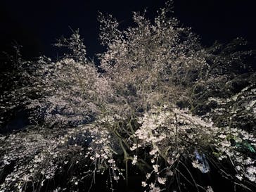 六義園に投稿された画像（2024/3/30）