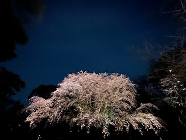 六義園に投稿された画像（2024/3/30）