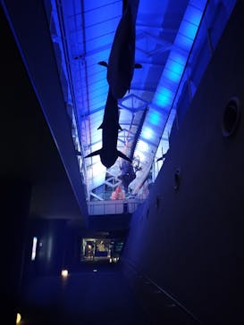 アクアワールド茨城県大洗水族館に投稿された画像（2024/3/30）