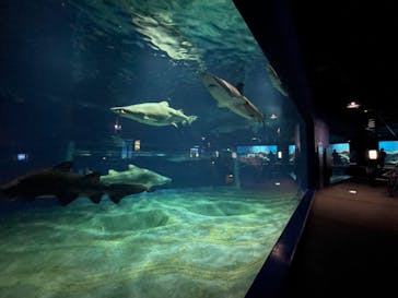 アクアワールド茨城県大洗水族館に投稿された画像（2024/3/30）