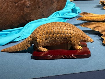特別展「大哺乳類展３－わけてつなげて大行進」に投稿された画像（2024/3/30）