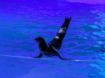 アクアワールド茨城県大洗水族館に投稿された画像（2024/3/30）