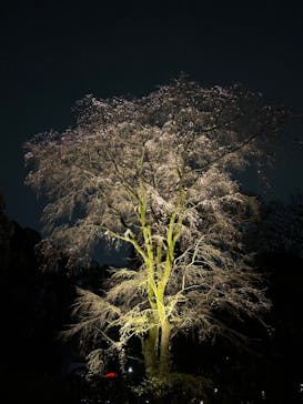 六義園に投稿された画像（2024/3/30）