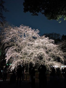 六義園に投稿された画像（2024/3/30）