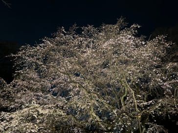 六義園に投稿された画像（2024/3/30）