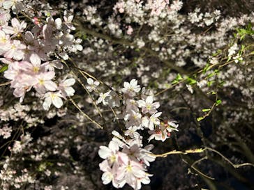 六義園に投稿された画像（2024/3/30）