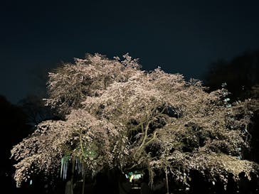 六義園に投稿された画像（2024/3/30）