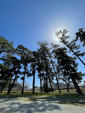 小田原城に投稿された画像（2024/3/30）