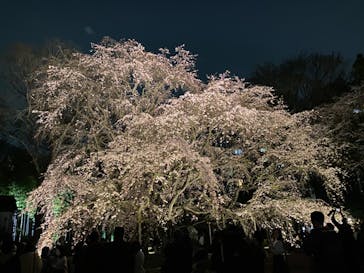 六義園に投稿された画像（2024/3/30）
