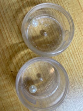 三重県真珠に投稿された画像（2024/3/30）