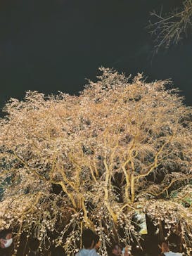 六義園に投稿された画像（2024/3/30）