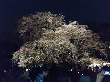 六義園に投稿された画像（2024/3/30）