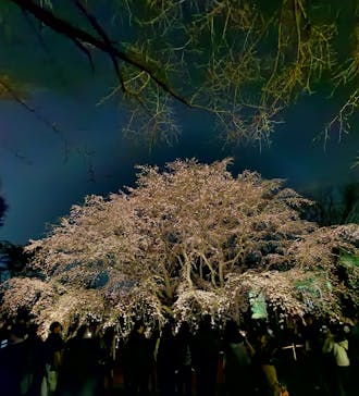 六義園に投稿された画像（2024/3/30）