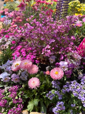 横浜イングリッシュガーデンに投稿された画像（2024/3/30）