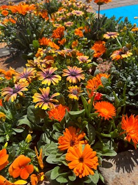 横浜イングリッシュガーデンに投稿された画像（2024/3/30）