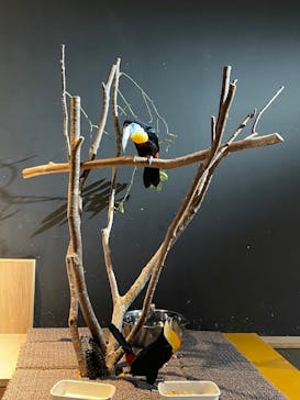 DMMかりゆし水族館に投稿された画像（2024/3/31）