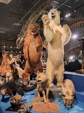 特別展「大哺乳類展３－わけてつなげて大行進」に投稿された画像（2024/3/31）